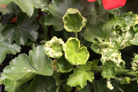 Phytotoxicity on Geraniums