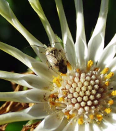 Tarnished plant bug