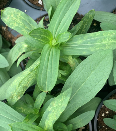 TSWV and INSV on annual bedding plants