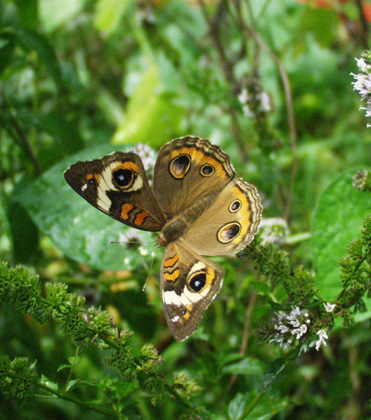 Plant a Caterpillar Garden!