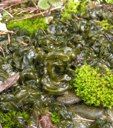 The Slimy Weed of Greenhouse