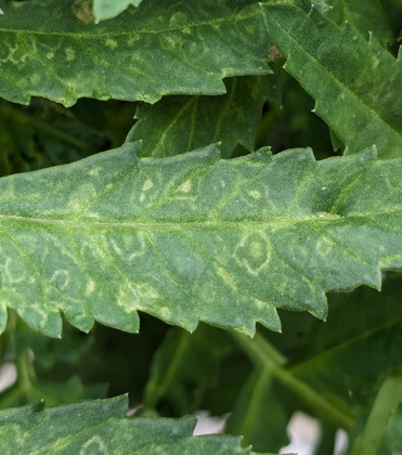 Marigolds: Tomato Spotted Wilt Virus (TSWV)